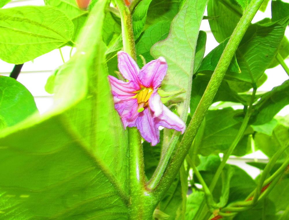 Photo of Eggplant (Solanum melongena 'Black Beauty') uploaded by jmorth