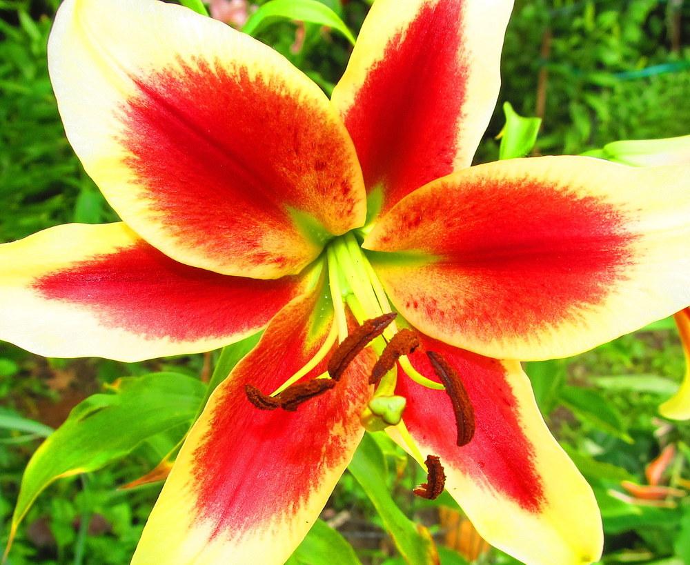 Photo of Lily (Lilium 'Red Dutch') uploaded by jmorth