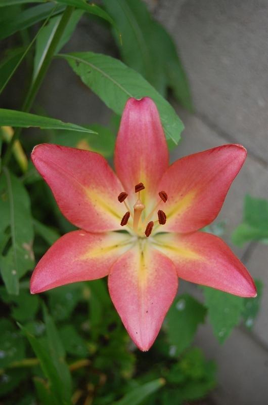 Photo of Lily (Lilium 'Brigadoon') uploaded by pixie62560