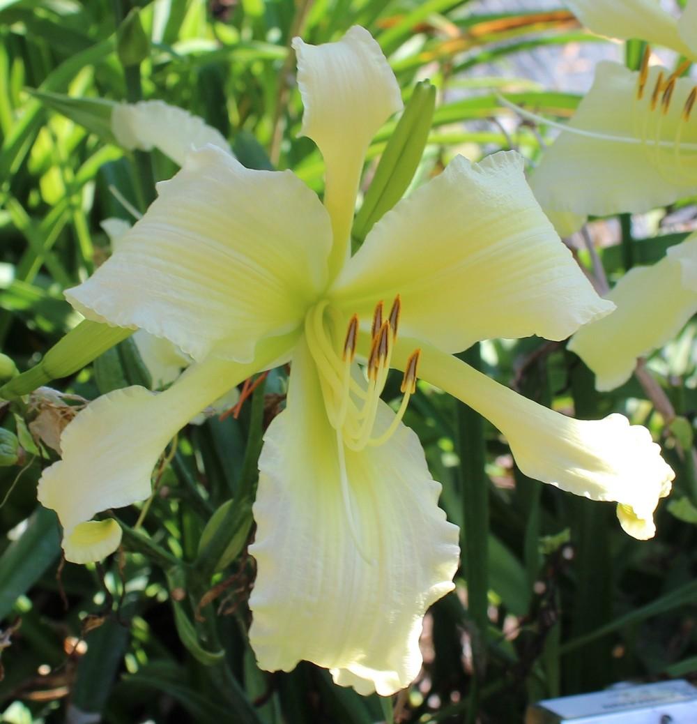 Photo of Daylily (Hemerocallis 'Fortress of Solitude') uploaded by tink3472
