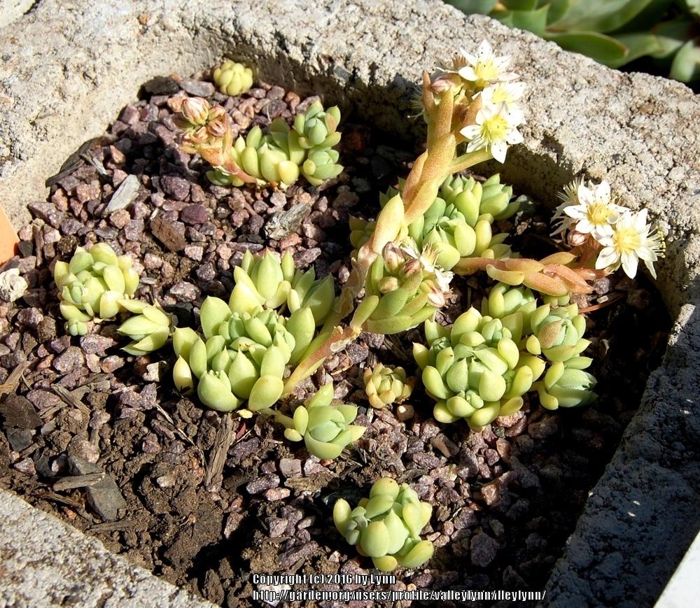 Photo of Lower Mountain Sedum (Rosularia alpestris) uploaded by valleylynn
