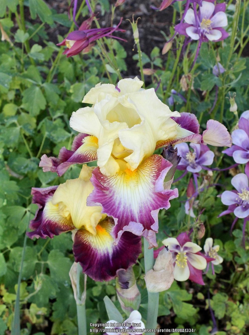 Photo of Tall Bearded Iris (Iris 'Who Needs a Prince') uploaded by ARUBA1334