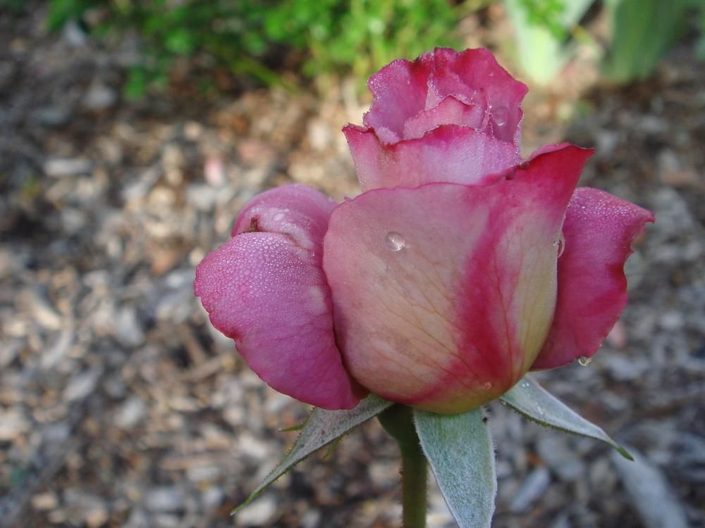 Photo of Rose (Rosa 'Twilight Zone') uploaded by Henhouse