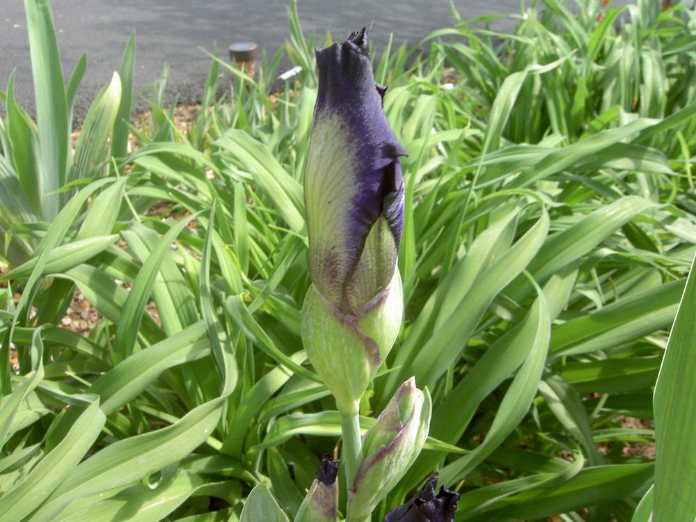 Photo of Tall Bearded Iris (Iris 'Exotic Star') uploaded by Muddymitts