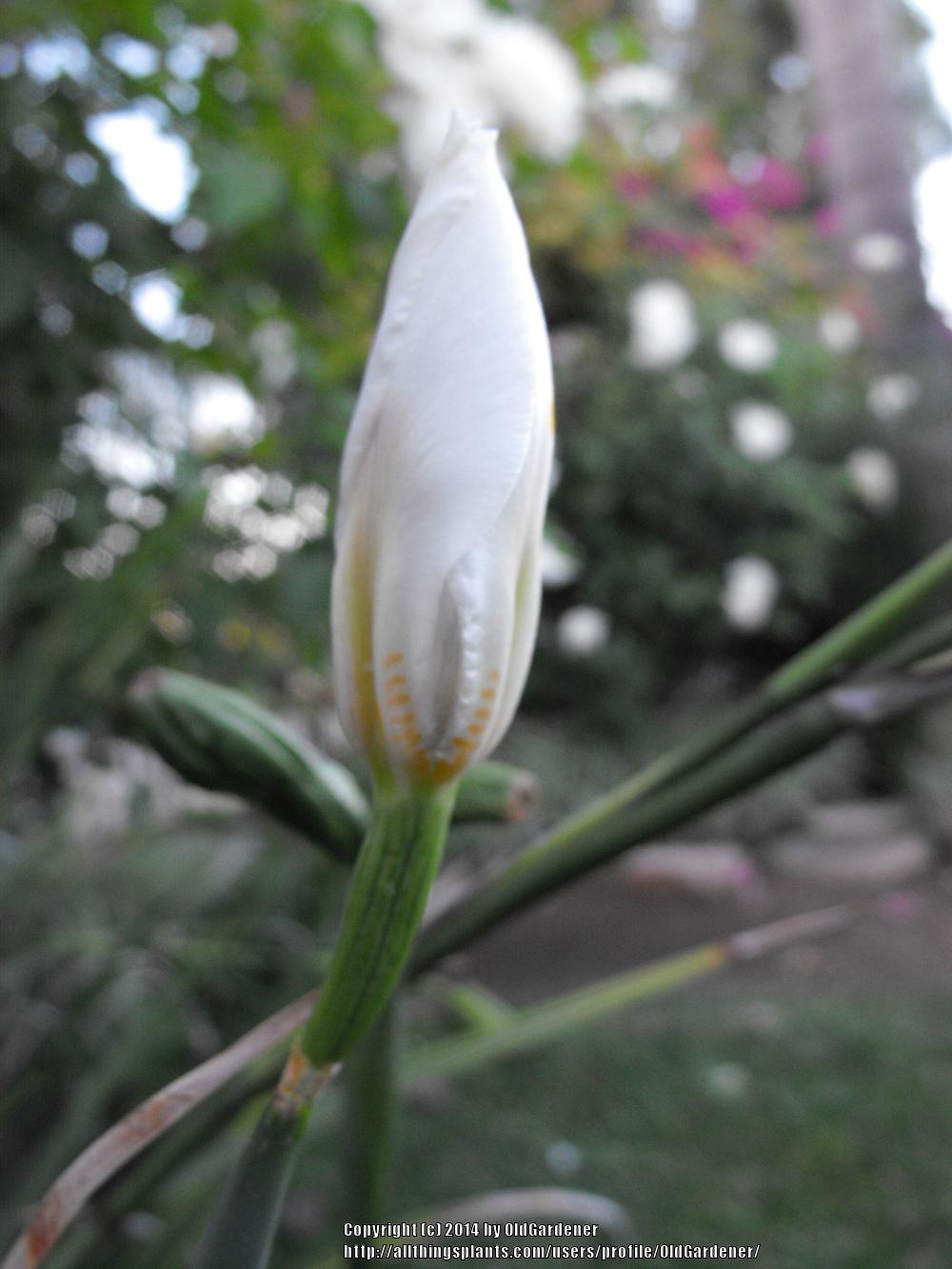 Photo of African iris (Dietes iridioides) uploaded by OldGardener