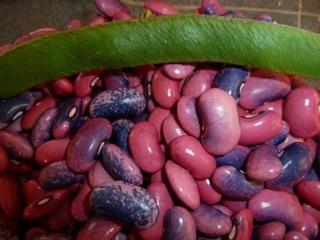 Photo of Runner Bean (Phaseolus coccineus 'Scarlet Runner') uploaded by Toni