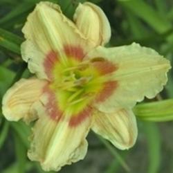 
Photo Courtesy of Sugar Bay Daylilies. Used With Permission.