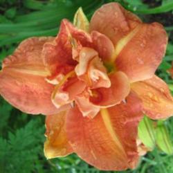 
Photo Courtesy of Lobo Rose and Daylily Gardens. Used With Perm