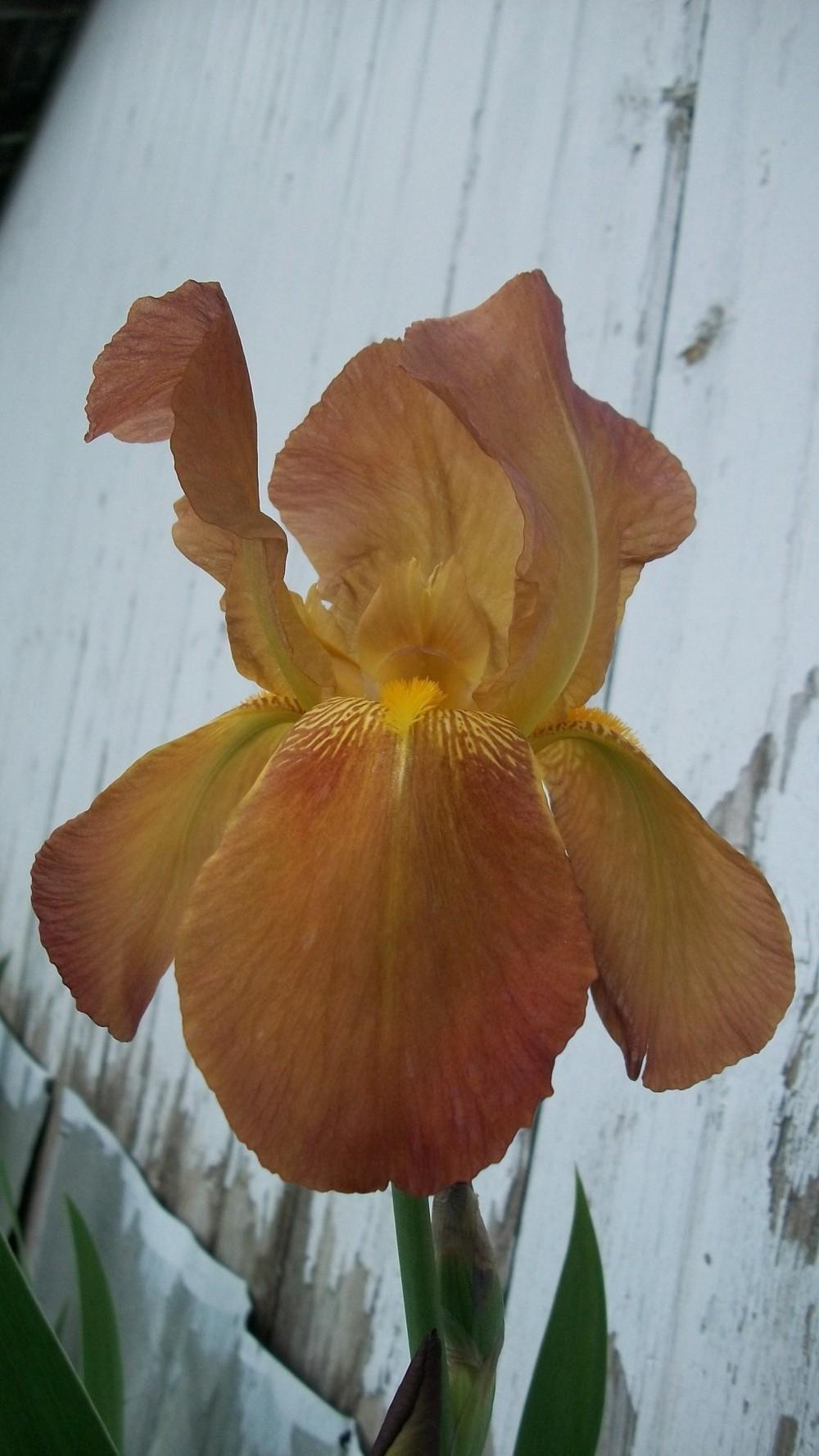 Photo of Tall Bearded Iris (Iris 'Harvest Moon') uploaded by hazeleyes