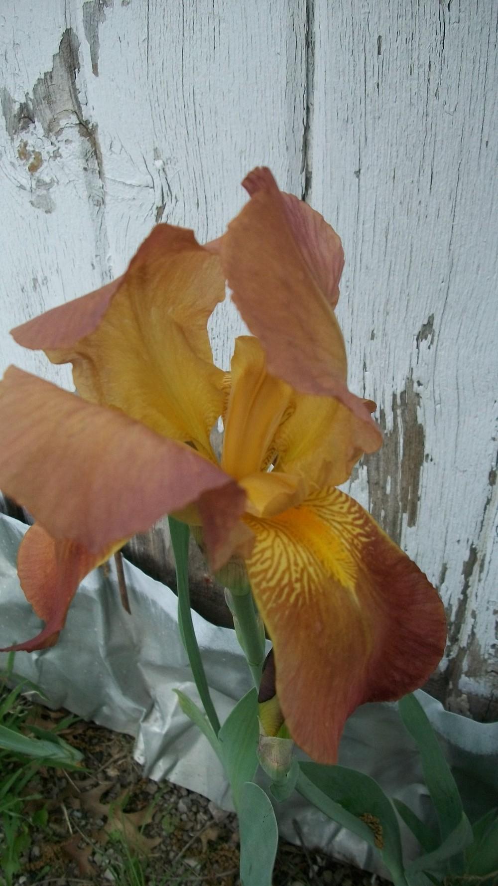 Photo of Tall Bearded Iris (Iris 'Harvest Moon') uploaded by hazeleyes