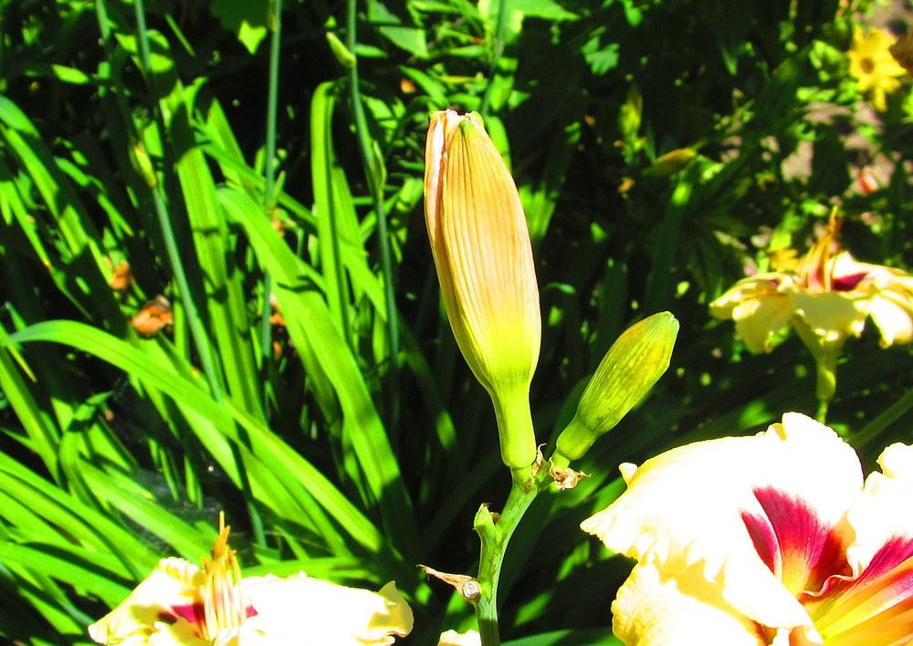 Photo of Daylily (Hemerocallis 'Siloam Ury Winniford') uploaded by jmorth