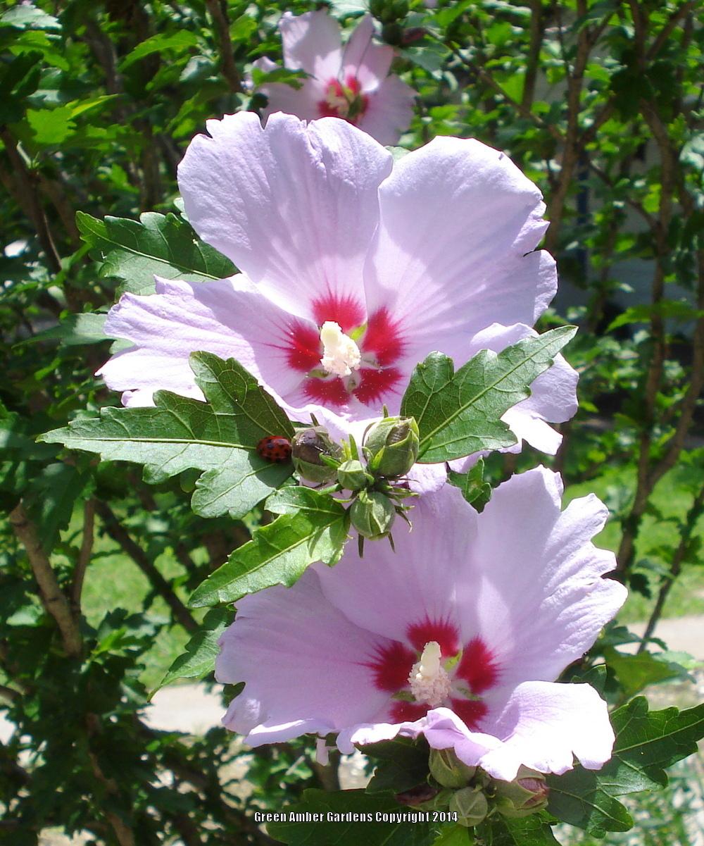 Photo of Roses of Sharon (Hibiscus syriacus) uploaded by lovemyhouse