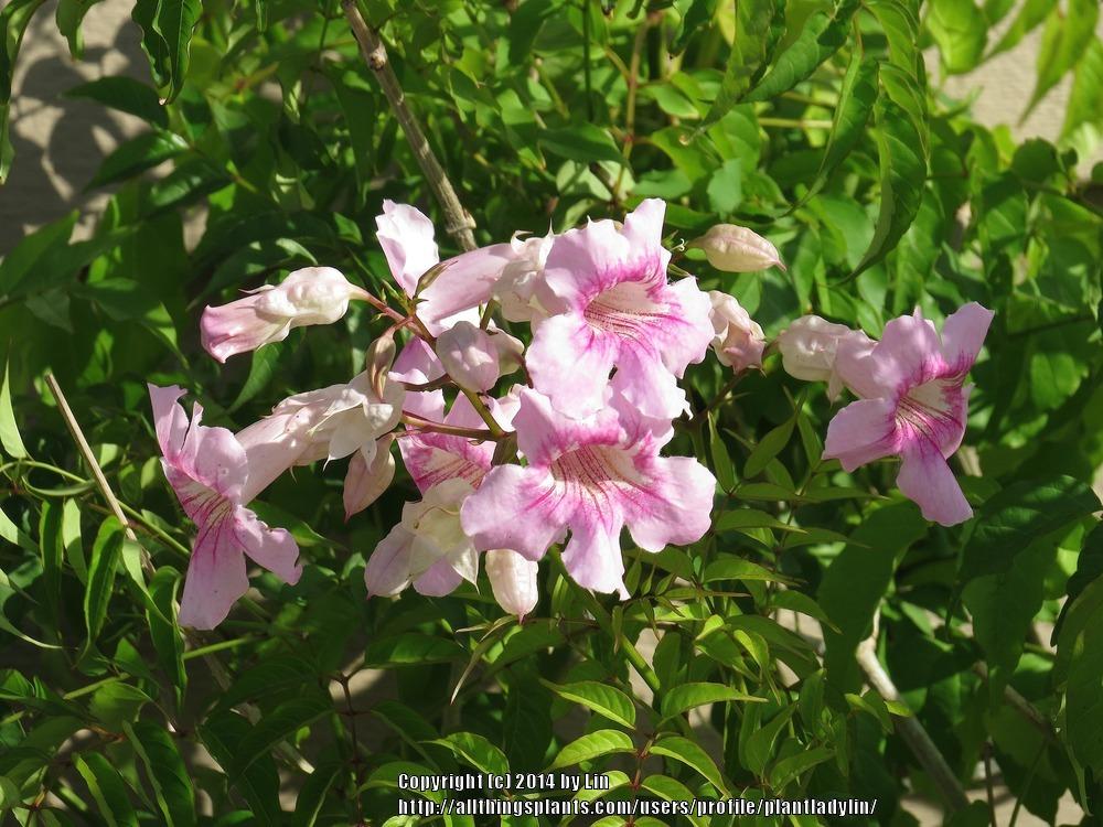 Photo of Pink Trumpet Vine (Podranea ricasoliana) uploaded by plantladylin