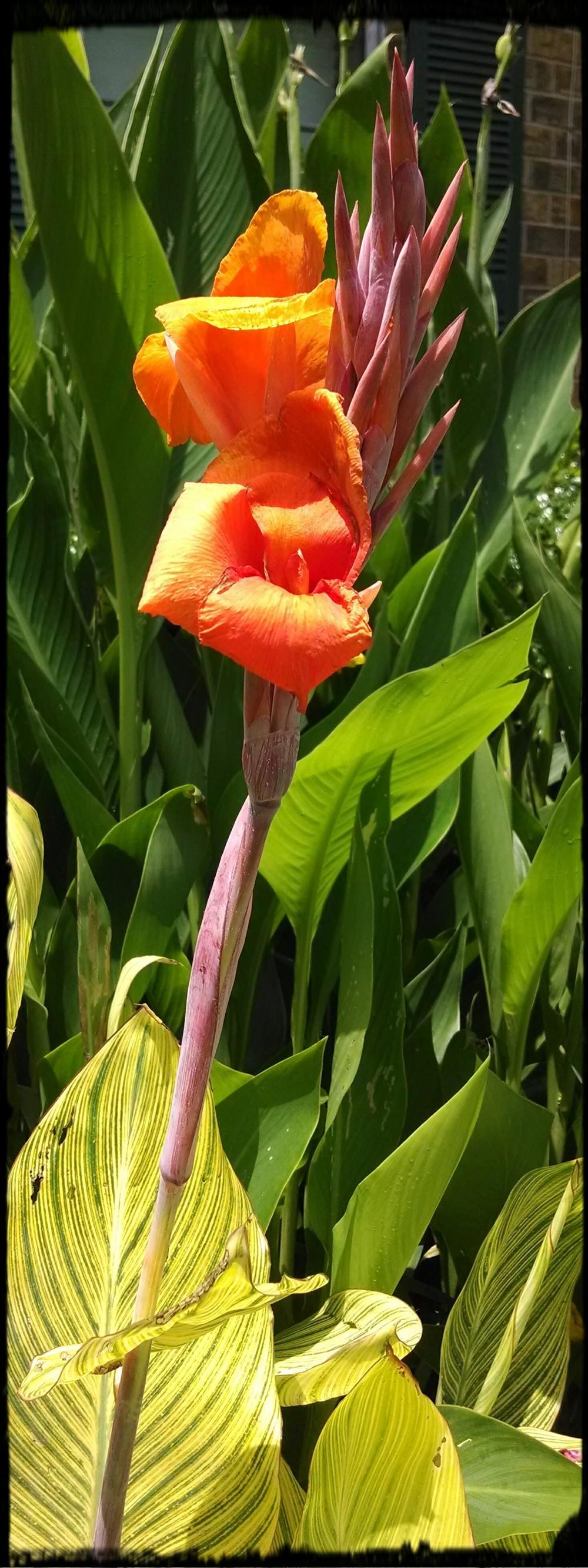 Photo of Canna Lily (Canna 'Pretoria') uploaded by sarahbugw