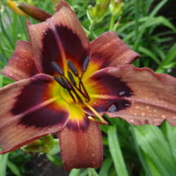 Location: Lincoln NE zone 5
Date: 2014-07-05
On a cool July morning this daylily looked very brown.