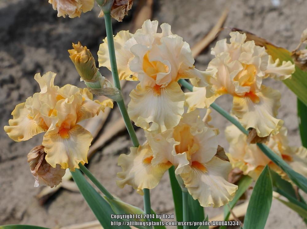 Photo of Tall Bearded Iris (Iris 'Peach Butter') uploaded by ARUBA1334