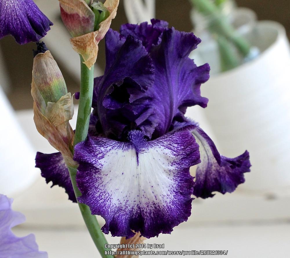 Photo of Tall Bearded Iris (Iris 'Storm Track') uploaded by ARUBA1334
