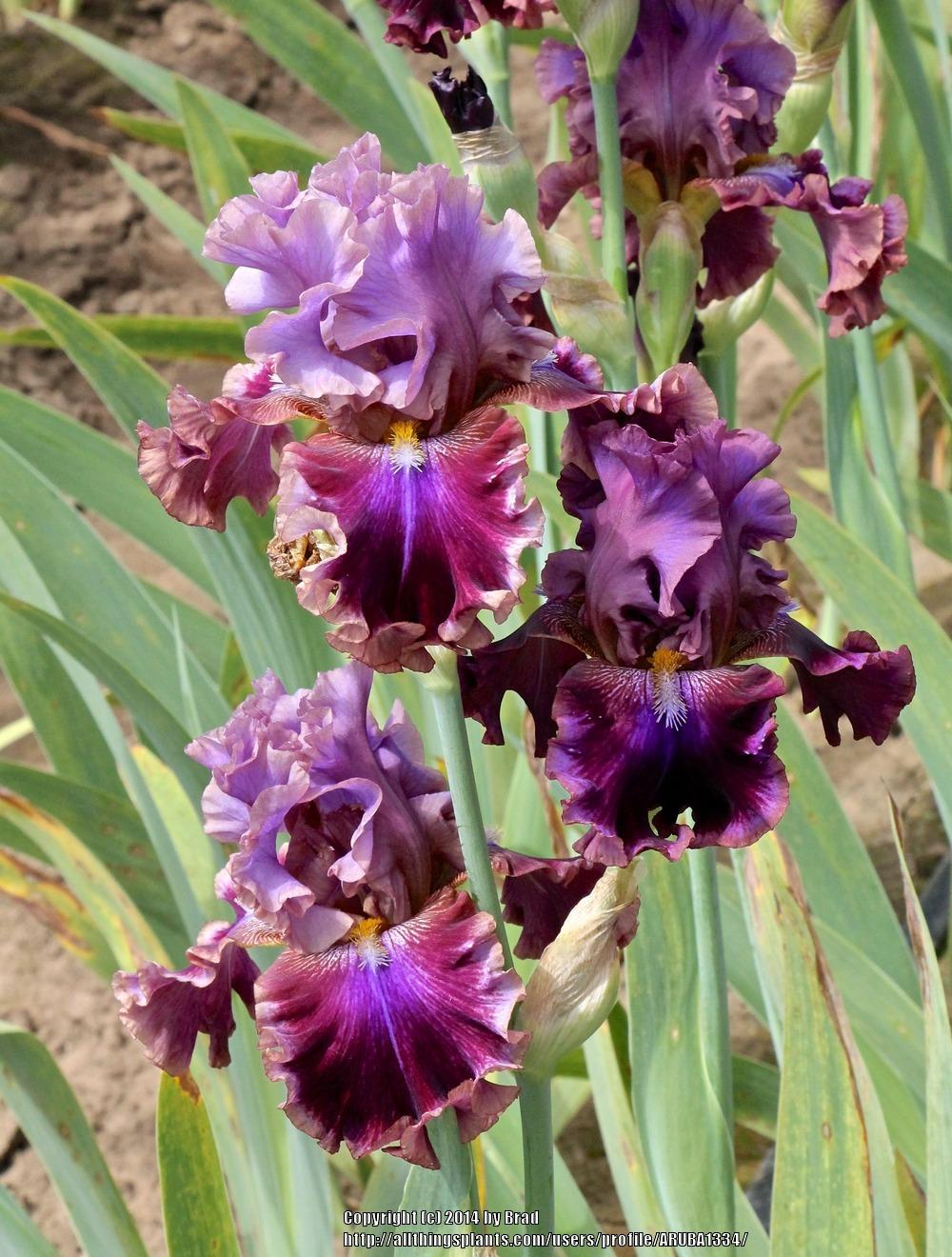 Photo of Tall Bearded Iris (Iris 'Electric Candy') uploaded by ARUBA1334