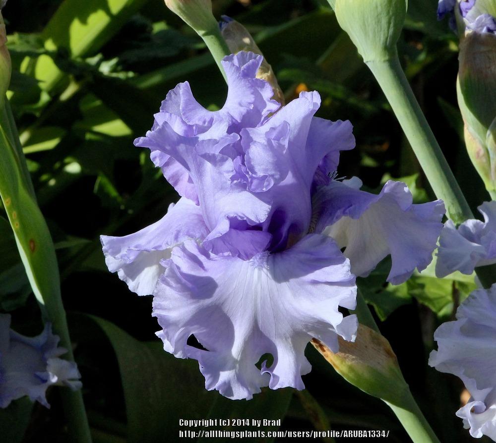 Photo of Tall Bearded Iris (Iris 'Blue Hour') uploaded by ARUBA1334
