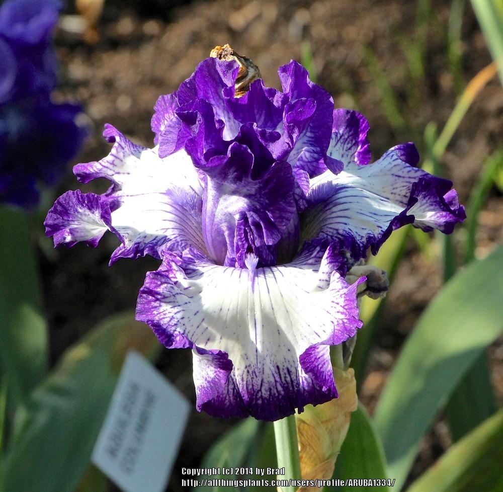 Photo of Tall Bearded Iris (Iris 'First Stitch') uploaded by ARUBA1334