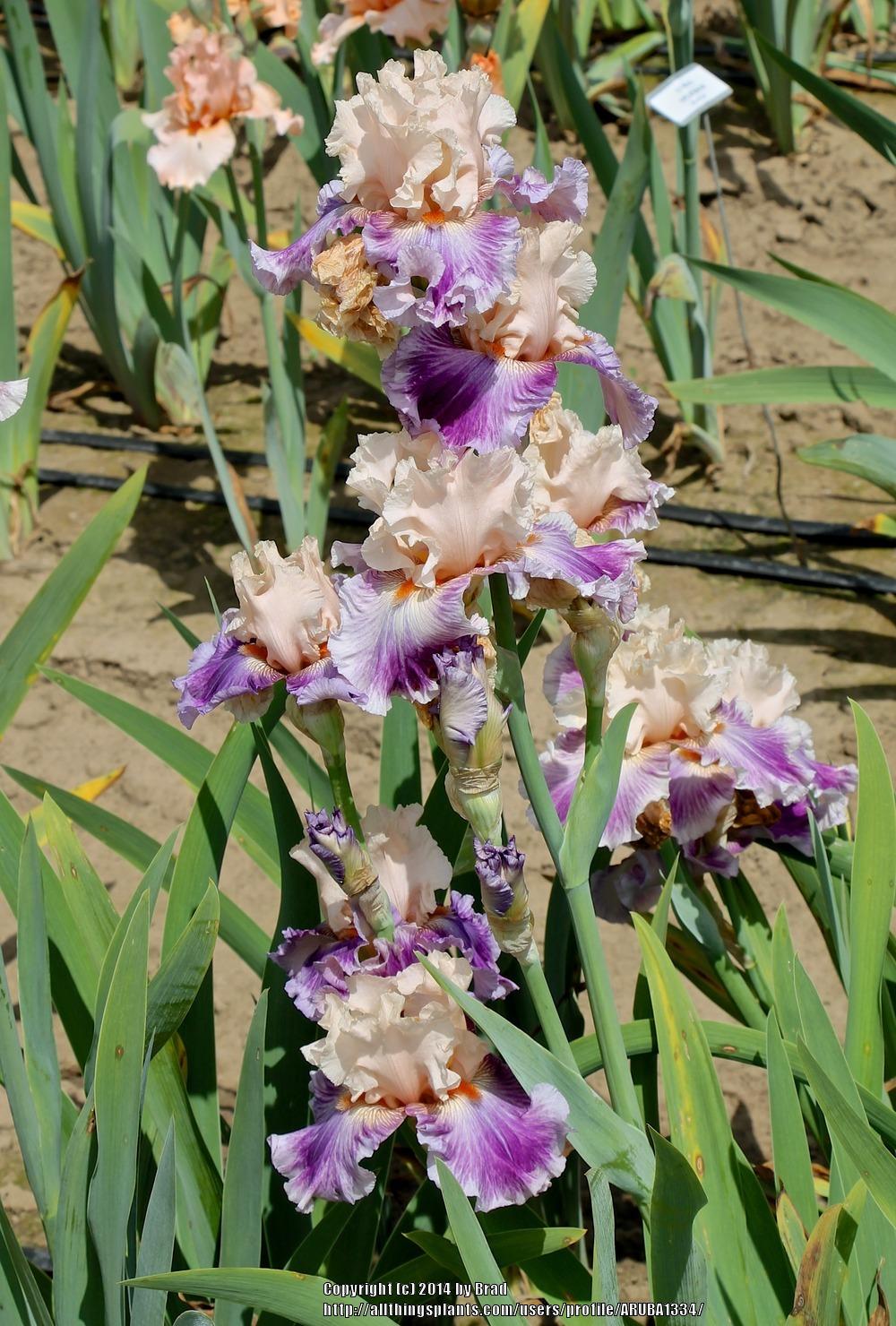 Photo of Tall Bearded Iris (Iris 'Devilicious') uploaded by ARUBA1334