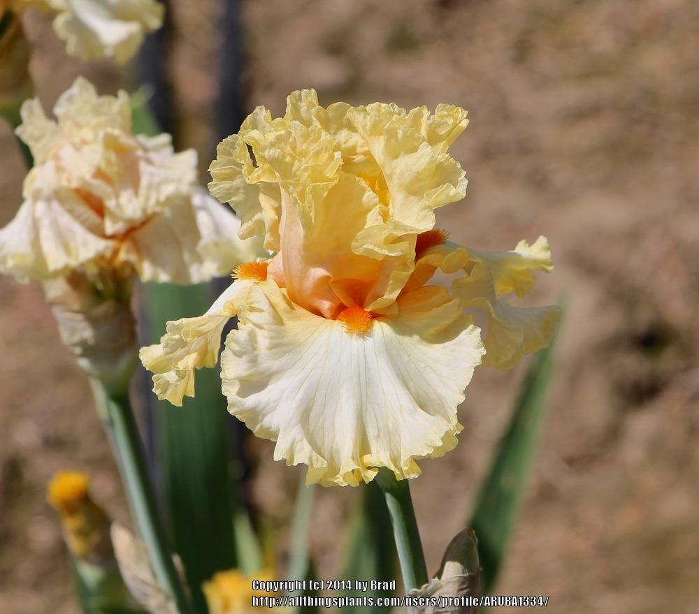 Photo of Tall Bearded Iris (Iris 'Mimosa') uploaded by ARUBA1334