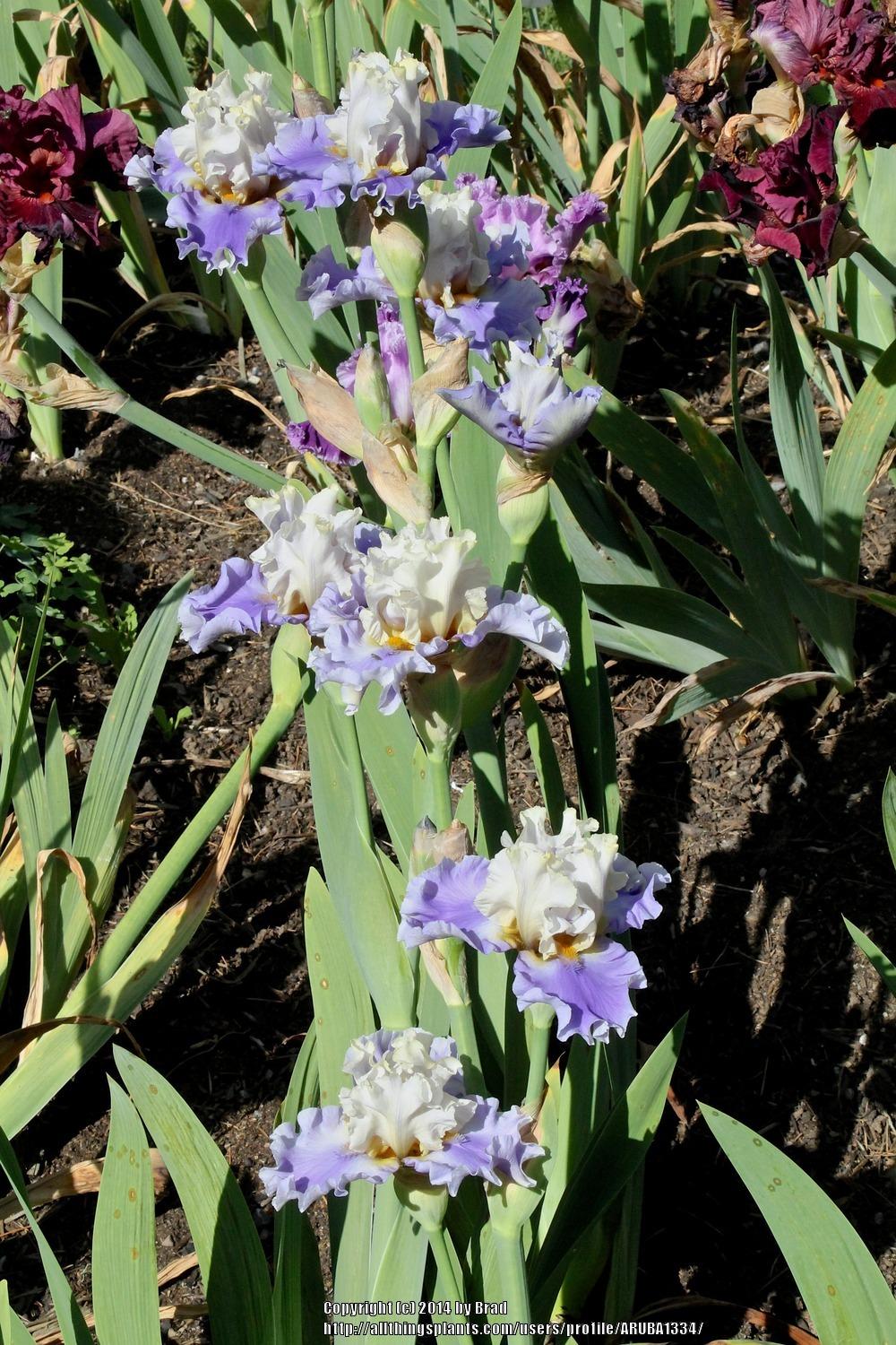 Photo of Tall Bearded Iris (Iris 'Silk Road') uploaded by ARUBA1334