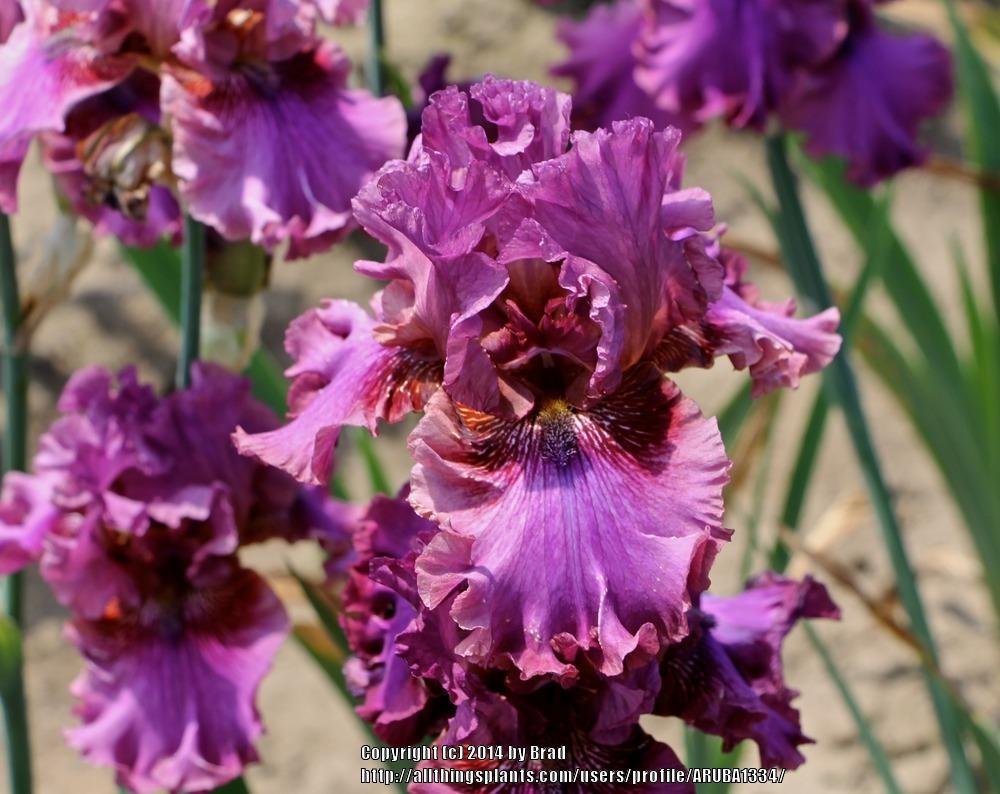 Photo of Tall Bearded Iris (Iris 'Prince of Hearts') uploaded by ARUBA1334