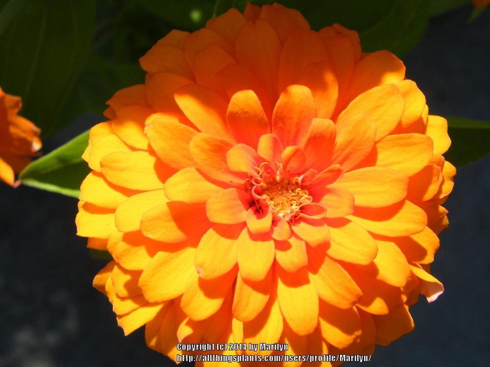 Photo of Zinnia (Zinnia elegans 'Magellan Orange') uploaded by Marilyn