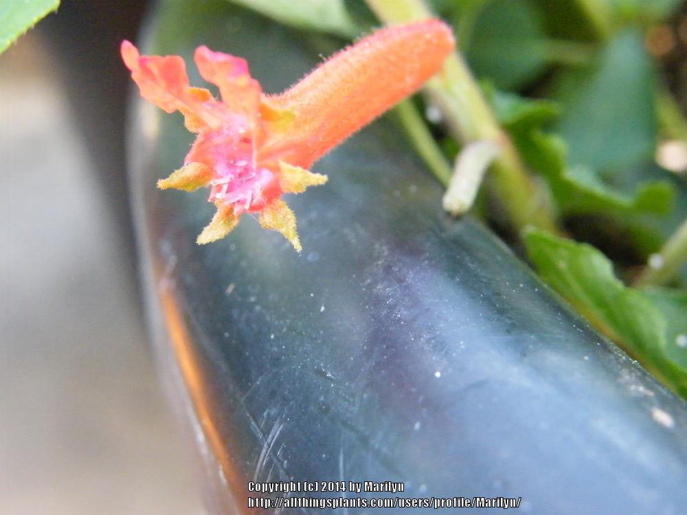 Photo of Salvadoran Cigar Plant (Cuphea salvadorensis) uploaded by Marilyn