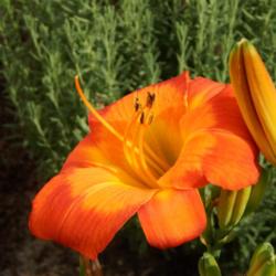 Location: home
Date: 2014-07-06
This is a stunningly bright daylily!  A real show stopper!