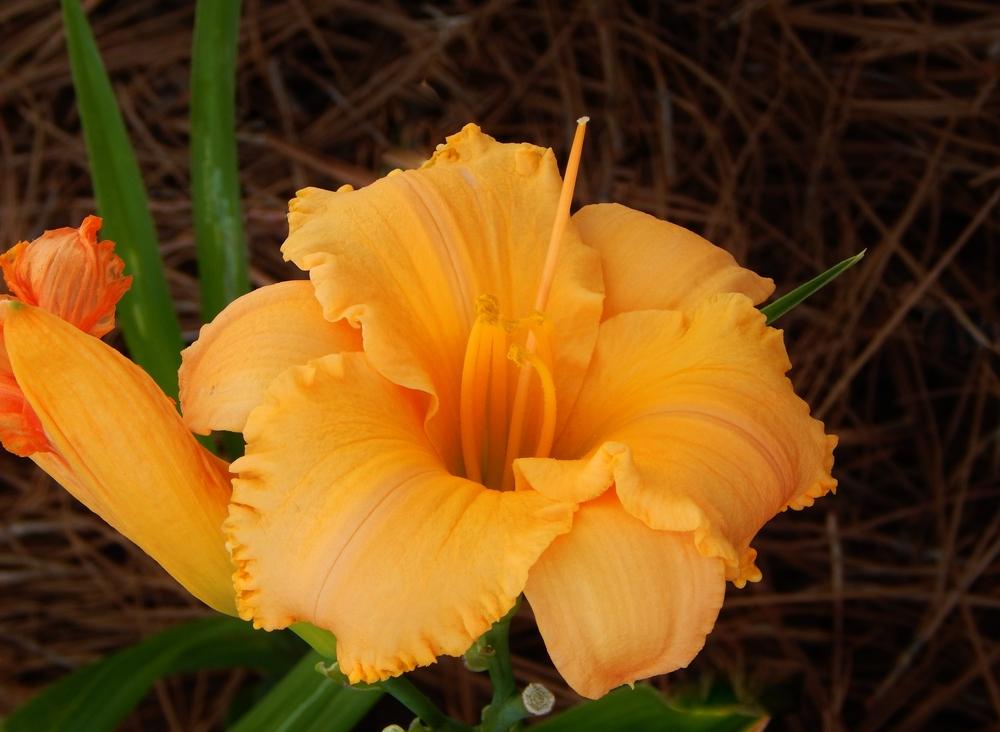 Photo of Daylily (Hemerocallis 'Pure and Simple') uploaded by SheilaC