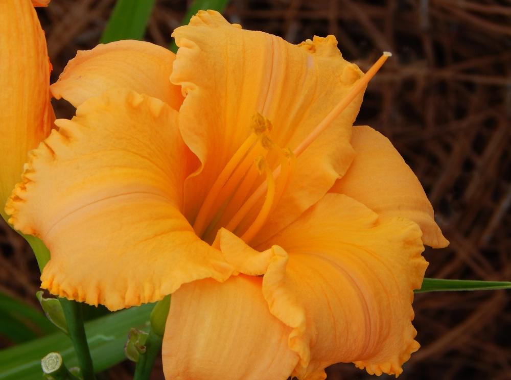 Photo of Daylily (Hemerocallis 'Pure and Simple') uploaded by SheilaC