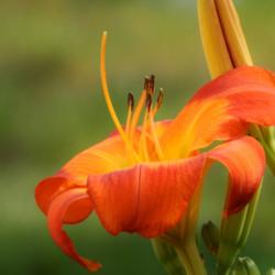 Location: home
Date: 2014-07-06
This is a stunning daylily with a bright yellow throat that radia