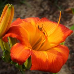 Location: home
Date: 2014-07-06
This is a stunning daylily with a bright yellow throat that radia