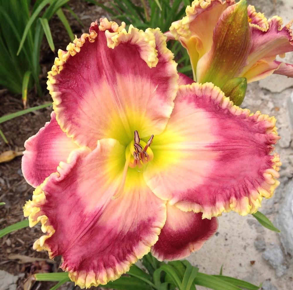 Photo of Daylily (Hemerocallis 'Picture in Picture') uploaded by gsutche