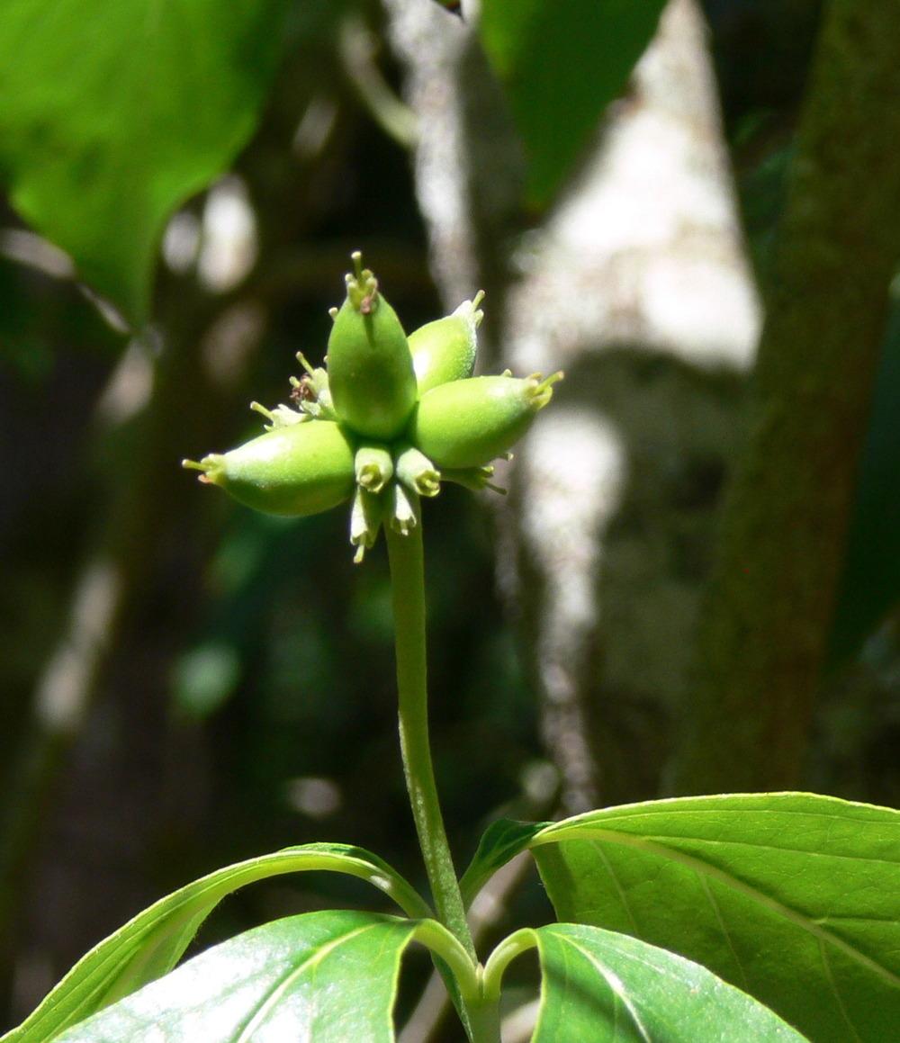 Photo of Flowering Dogwood (Cornus florida) uploaded by janwax