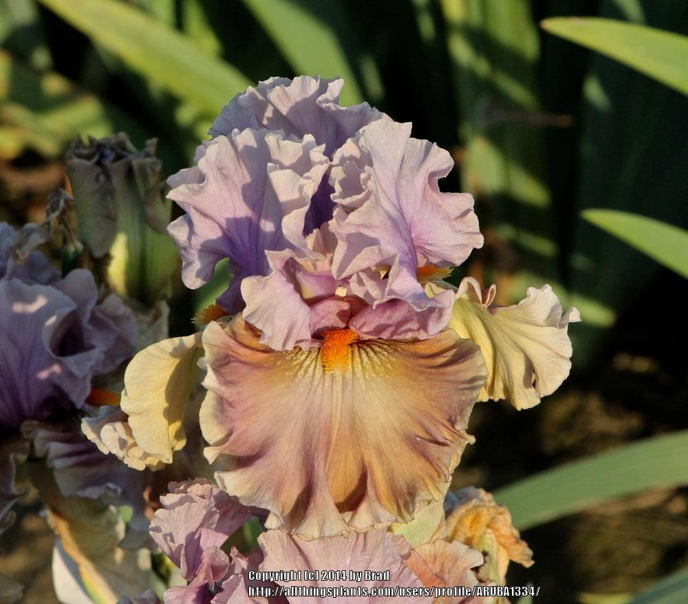 Photo of Tall Bearded Iris (Iris 'Ancient Secrets') uploaded by ARUBA1334
