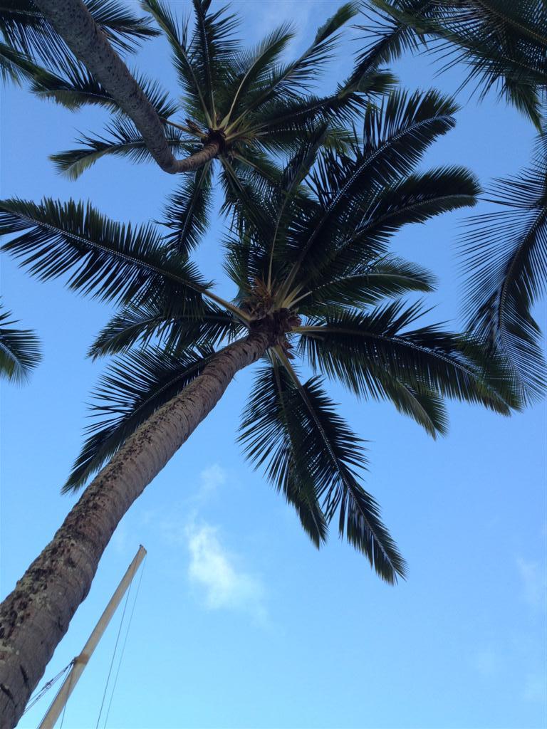 Photo of Coconut Palm (Cocos nucifera) uploaded by KentPfeiffer