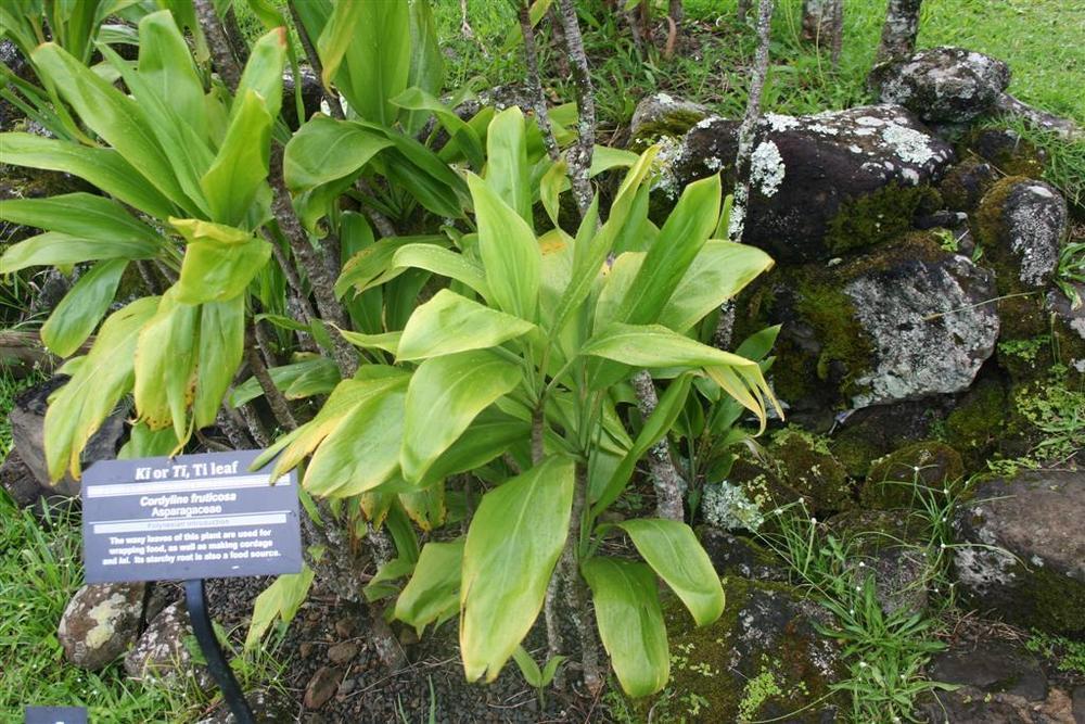 Photo of Ti Plant (Cordyline fruticosa) uploaded by KentPfeiffer