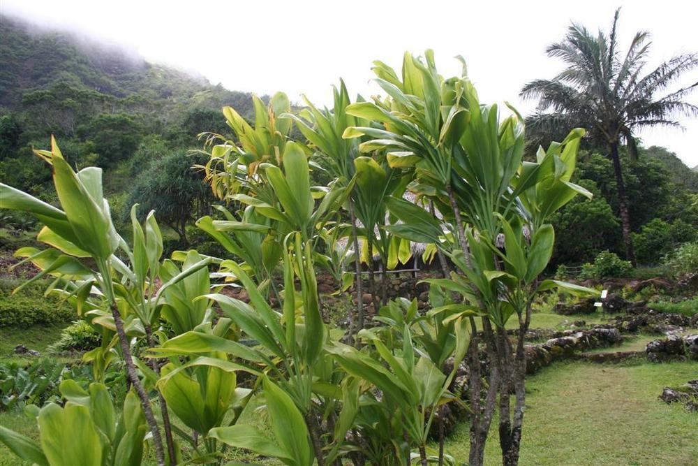 Photo of Ti Plant (Cordyline fruticosa) uploaded by KentPfeiffer