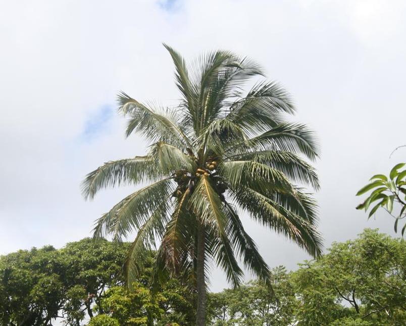 Photo of Coconut Palm (Cocos nucifera) uploaded by KentPfeiffer