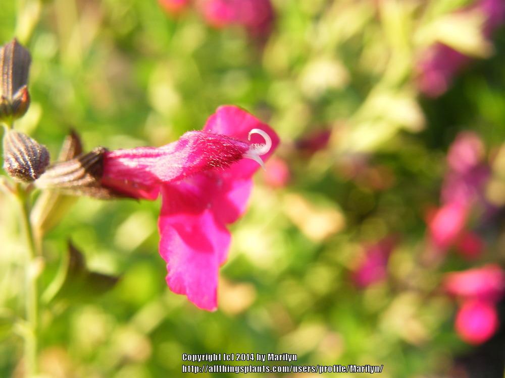 Photo of Autumn Sage (Salvia greggii 'Elk Pomegranate') uploaded by Marilyn