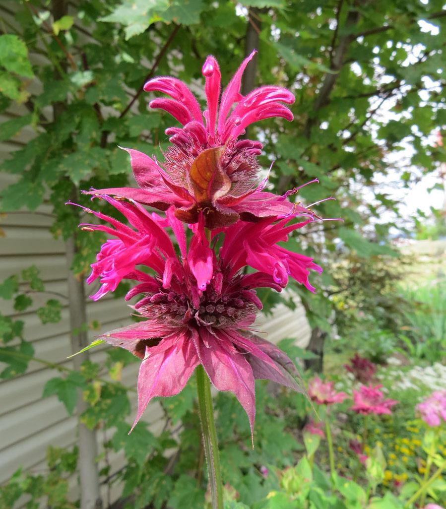 Photo of Bee Balm (Monarda didyma 'Raspberry Wine') uploaded by Natalie