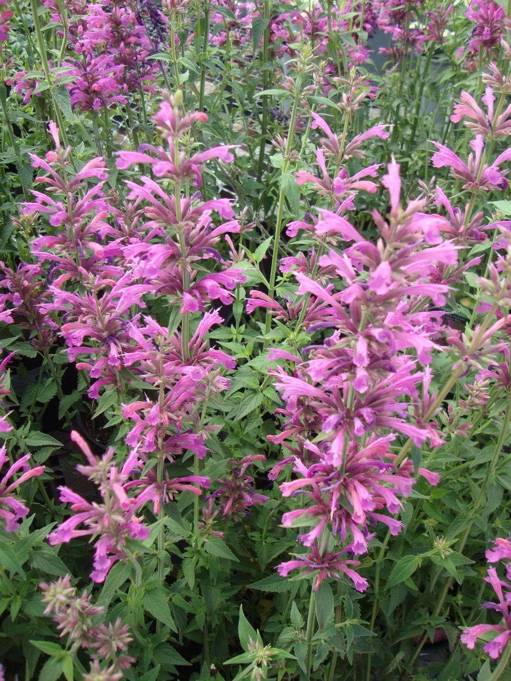 Photo of Mexican Giant Hyssop (Agastache mexicana Acapulco® Rose) uploaded by Paul2032