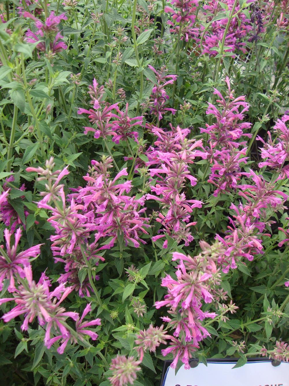 Photo of Mexican Giant Hyssop (Agastache mexicana Acapulco® Rose) uploaded by Paul2032