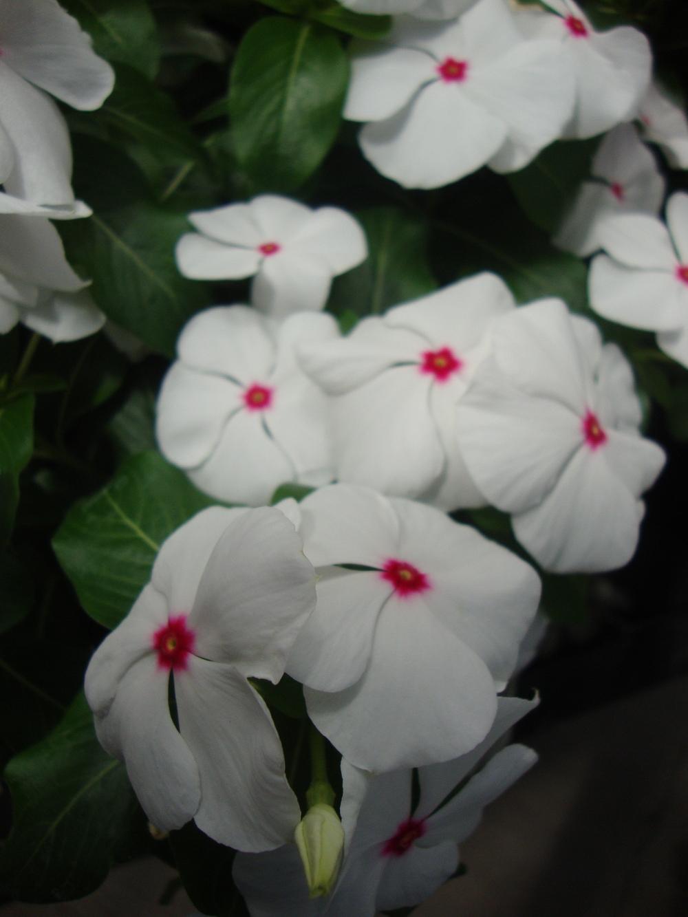 Photo of Madagascar Periwinkle (Catharanthus roseus 'Pacifica Polka Dot') uploaded by Paul2032