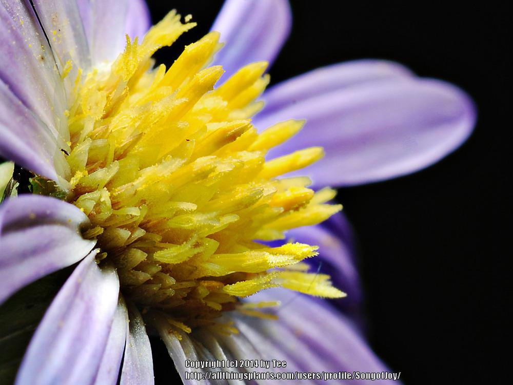 Photo of Late Purple Aster (Symphyotrichum patens) uploaded by SongofJoy