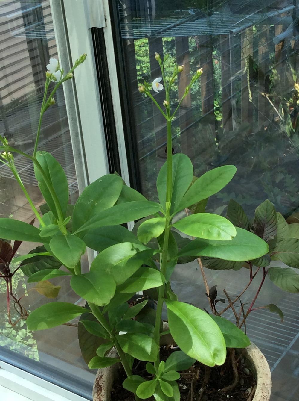 Photo of Ceylon Spinach (Talinum fruticosum) uploaded by Ursula