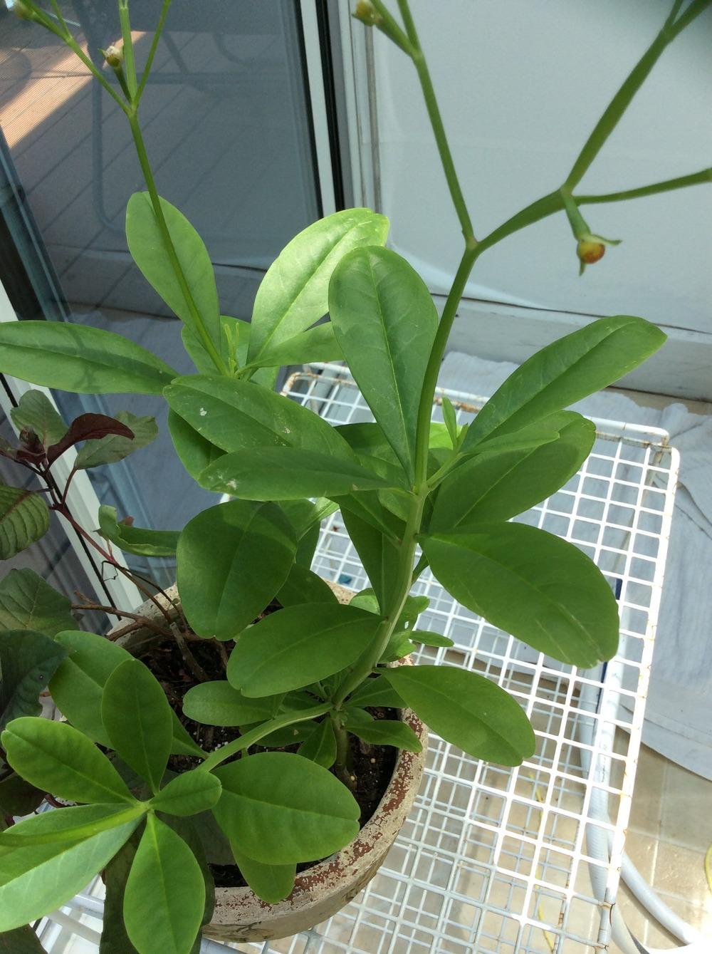 Photo of Ceylon Spinach (Talinum fruticosum) uploaded by Ursula